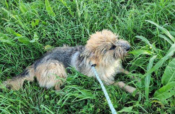 SPANK PASTORE DI BRIE Foto 5